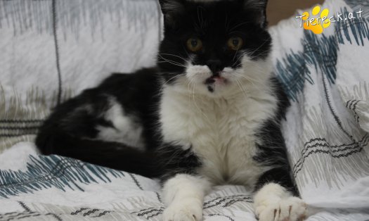 Katze Vida (Foto by Tiereck.at - Lavanttaler Tierhilfe)