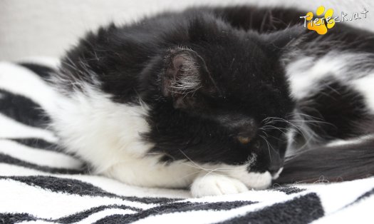Katze Vida (Foto by Tiereck.at - Lavanttaler Tierhilfe)