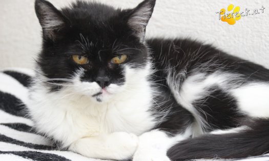 Katze Vida (Foto by Tiereck.at - Lavanttaler Tierhilfe)