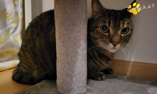 Katze Sora (Foto by Tiereck.at - Lavanttaler Tierhilfe)