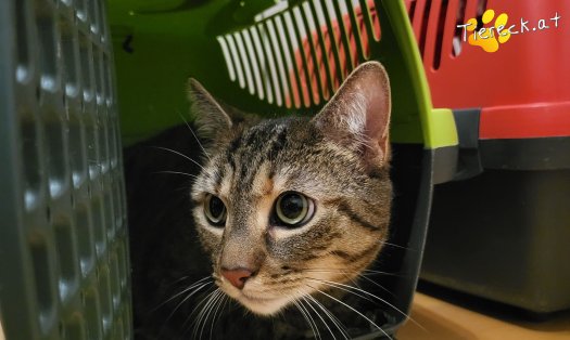 Katze Sora (Foto by Tiereck.at - Lavanttaler Tierhilfe)