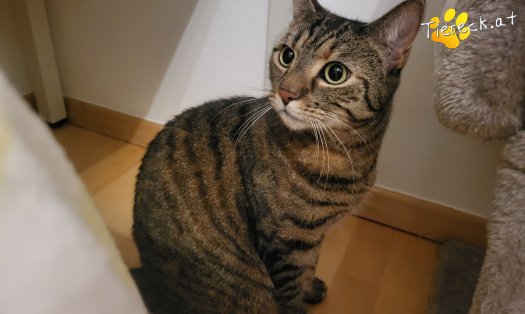 Katze Sora (Foto by Tiereck.at - Lavanttaler Tierhilfe)