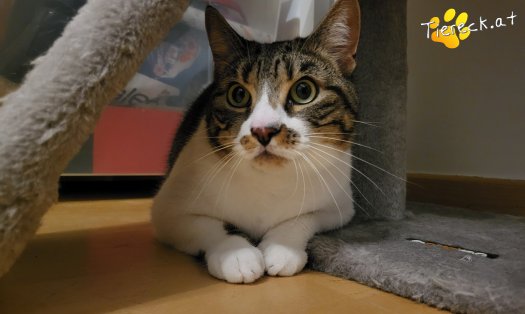 Katze Dina (Foto by Tiereck.at - Lavanttaler Tierhilfe)