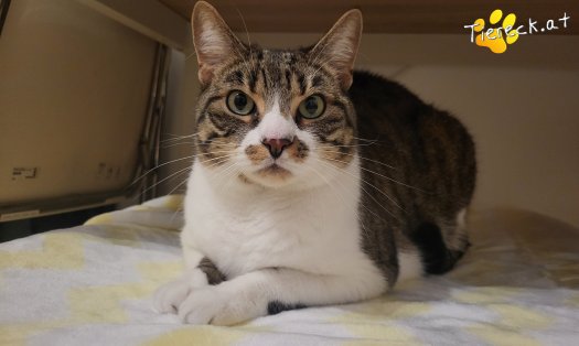 Katze Dina (Foto by Tiereck.at - Lavanttaler Tierhilfe)
