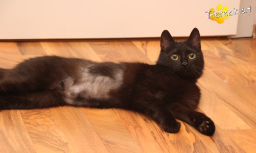 Katze Nono (Foto by Tiereck.at - Lavanttaler Tierhilfe)