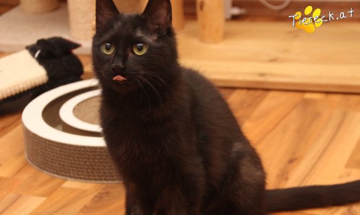 Katze Nono (Foto by Tiereck.at - Lavanttaler Tierhilfe)