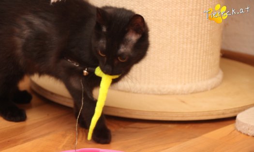 Katze Nono (Foto by Tiereck.at - Lavanttaler Tierhilfe)