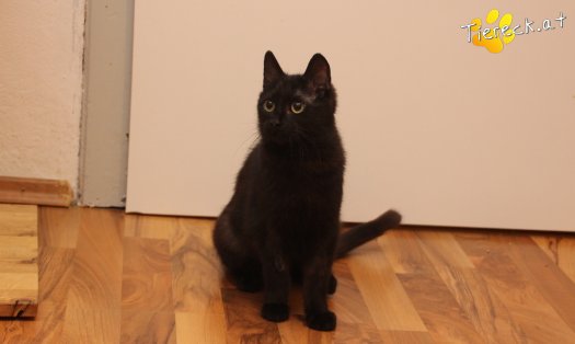 Katze Nono (Foto by Tiereck.at - Lavanttaler Tierhilfe)