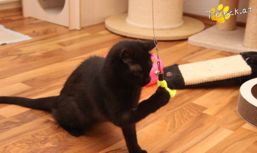 Katze Nono (Foto by Tiereck.at - Lavanttaler Tierhilfe)