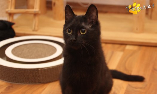 Katze Nono (Foto by Tiereck.at - Lavanttaler Tierhilfe)