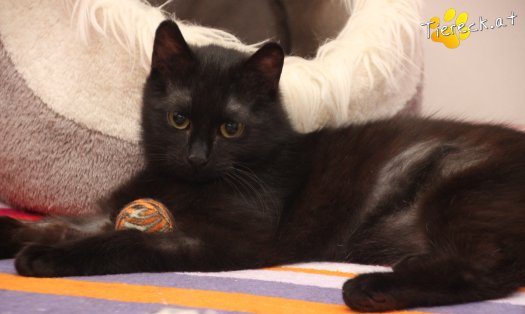 Katze Nono (Foto by Tiereck.at - Lavanttaler Tierhilfe)