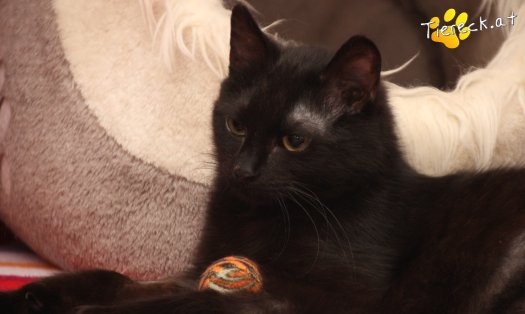 Katze Nono (Foto by Tiereck.at - Lavanttaler Tierhilfe)