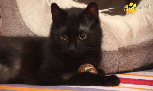 Katze Nono (Foto by Tiereck.at - Lavanttaler Tierhilfe)