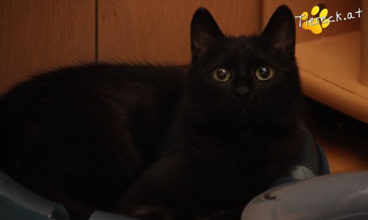 Katze Nono (Foto by Tiereck.at - Lavanttaler Tierhilfe)