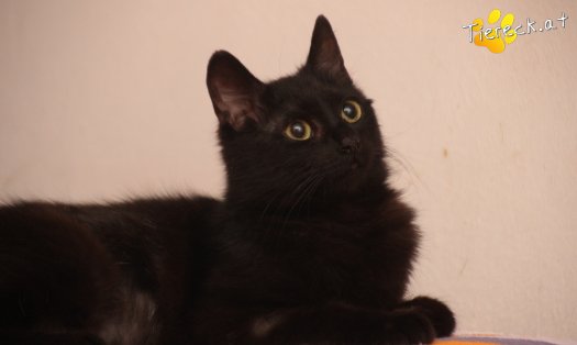 Katze Nono (Foto by Tiereck.at - Lavanttaler Tierhilfe)