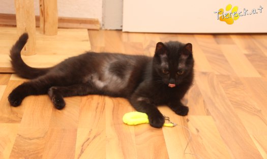 Katze Nono (Foto by Tiereck.at - Lavanttaler Tierhilfe)