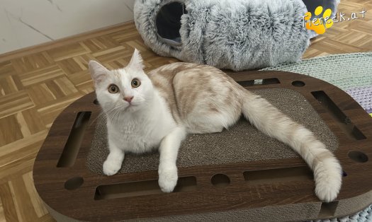 Katze Marvin (Foto by Tiereck.at - Lavanttaler Tierhilfe)
