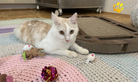 Katze Marvin (Foto by Tiereck.at - Lavanttaler Tierhilfe)