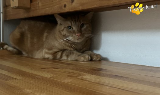 Katze Felix (Foto by Tiereck.at - Lavanttaler Tierhilfe)