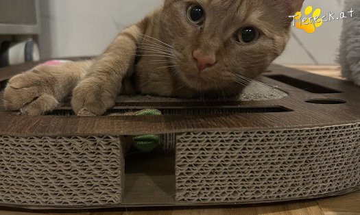 Katze Felix (Foto by Tiereck.at - Lavanttaler Tierhilfe)