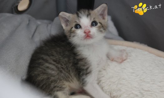 Katze Dobby (Foto by Tiereck.at - Lavanttaler Tierhilfe)