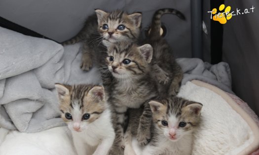 Katze Dobby (Foto by Tiereck.at - Lavanttaler Tierhilfe)