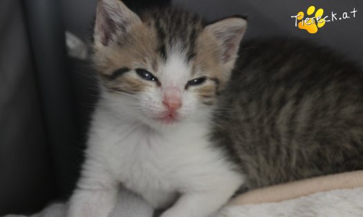 Katze Dobby (Foto by Tiereck.at - Lavanttaler Tierhilfe)