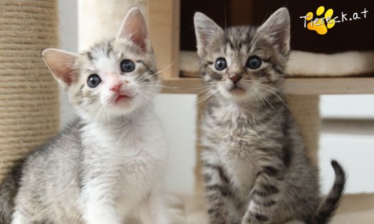 Katze Dobby (Foto by Tiereck.at - Lavanttaler Tierhilfe)