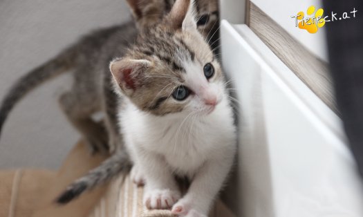 Katze Dobby (Foto by Tiereck.at - Lavanttaler Tierhilfe)