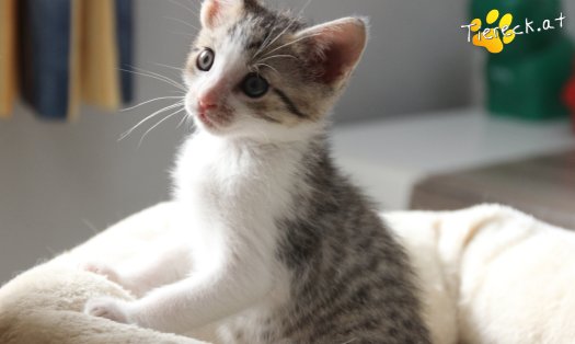 Katze Dobby (Foto by Tiereck.at - Lavanttaler Tierhilfe)