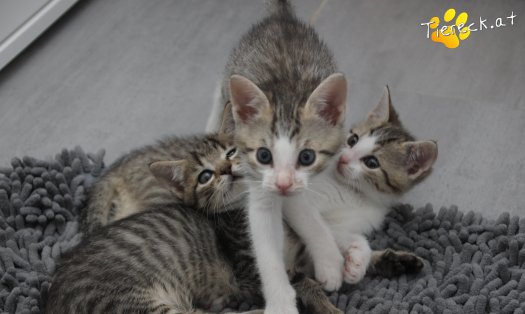 Katze Dobby (Foto by Tiereck.at - Lavanttaler Tierhilfe)