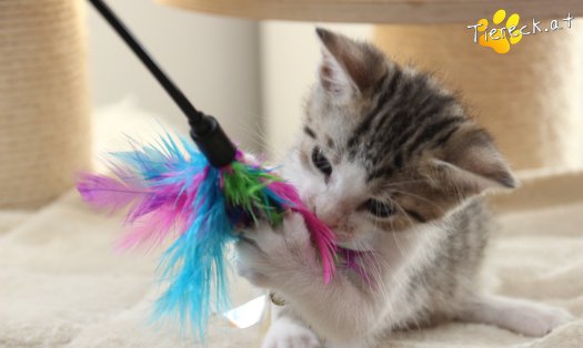 Katze Dobby (Foto by Tiereck.at - Lavanttaler Tierhilfe)