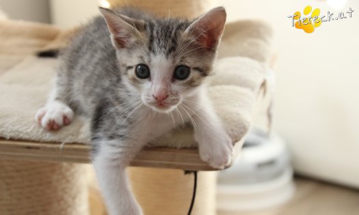 Katze Dobby (Foto by Tiereck.at - Lavanttaler Tierhilfe)