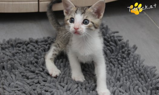 Katze Dobby (Foto by Tiereck.at - Lavanttaler Tierhilfe)