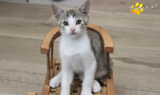 Katze Dobby (Foto by Tiereck.at - Lavanttaler Tierhilfe)