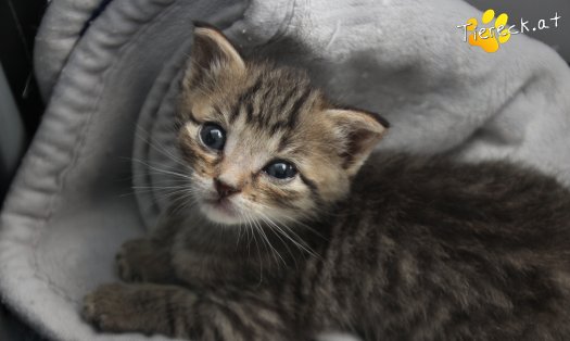 Katze Dolly (Foto by Tiereck.at - Lavanttaler Tierhilfe)