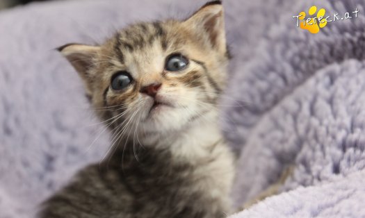 Katze Dolly (Foto by Tiereck.at - Lavanttaler Tierhilfe)