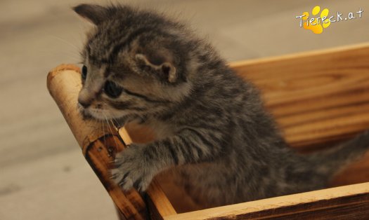 Katze Dolly (Foto by Tiereck.at - Lavanttaler Tierhilfe)