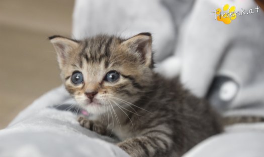 Katze Dolly (Foto by Tiereck.at - Lavanttaler Tierhilfe)