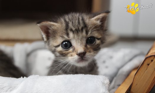 Katze Dolly (Foto by Tiereck.at - Lavanttaler Tierhilfe)