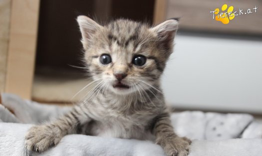 Katze Dolly (Foto by Tiereck.at - Lavanttaler Tierhilfe)
