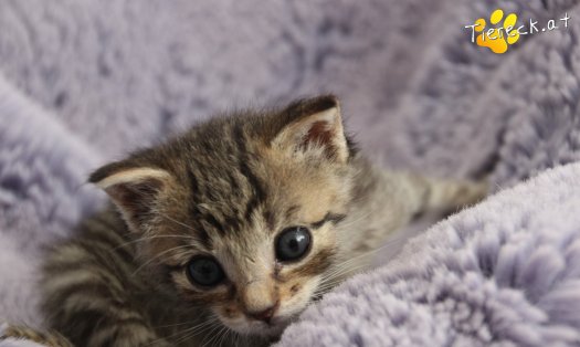 Katze Dolly (Foto by Tiereck.at - Lavanttaler Tierhilfe)