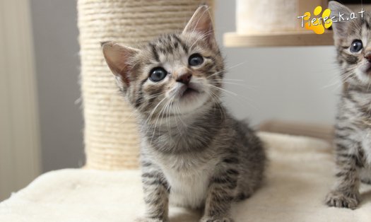 Katze Dolly (Foto by Tiereck.at - Lavanttaler Tierhilfe)