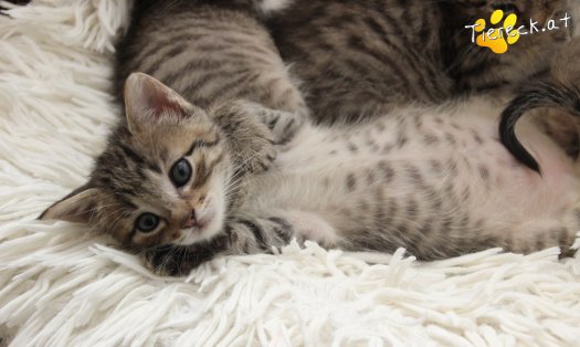 Katze Dolly (Foto by Tiereck.at - Lavanttaler Tierhilfe)
