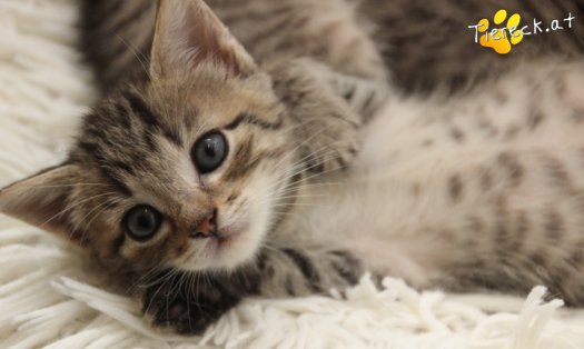 Katze Dolly (Foto by Tiereck.at - Lavanttaler Tierhilfe)