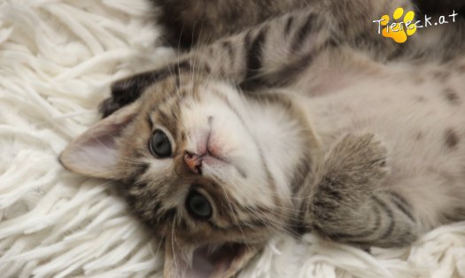 Katze Dolly (Foto by Tiereck.at - Lavanttaler Tierhilfe)