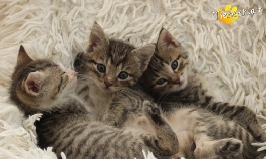 Katze Dolly (Foto by Tiereck.at - Lavanttaler Tierhilfe)