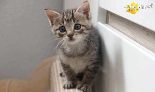 Katze Dolly (Foto by Tiereck.at - Lavanttaler Tierhilfe)