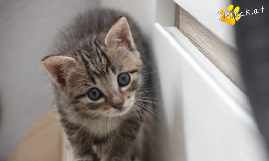 Katze Dolly (Foto by Tiereck.at - Lavanttaler Tierhilfe)