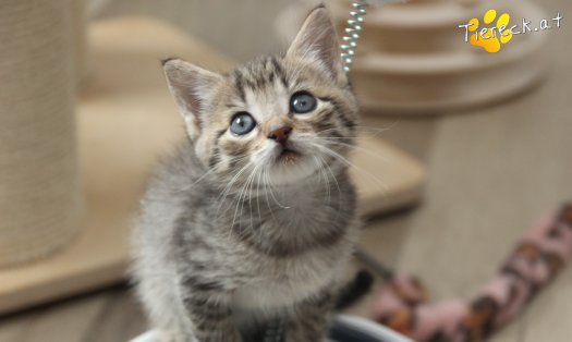 Katze Dolly (Foto by Tiereck.at - Lavanttaler Tierhilfe)